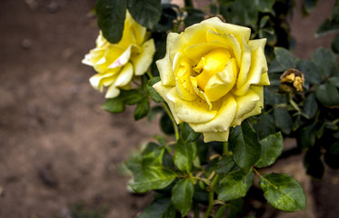 Amarillo deteriorado