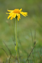 Arnika, Arnica montana, Heilpflanze