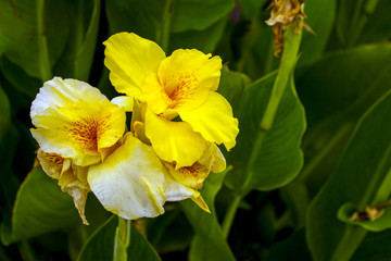 Obraz premium Amarillo natural