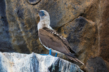 Wildlife and landscapes on the Galapagos Islands, Ecuador