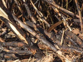 Sugar cane field is burnt before harvest.