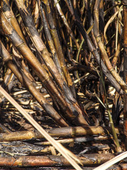 Sugar cane field is burnt before harvest.