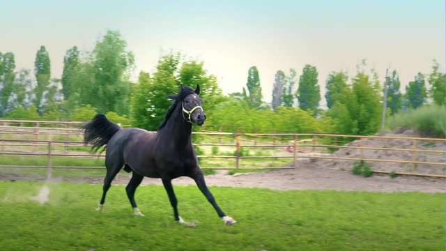 Black beautiful horse galloping on the green grass in the paddock