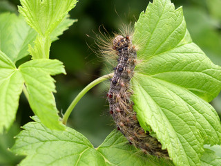 caterpillar