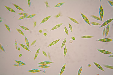Microscopic organisms from the pond. Euglena Gracilis
