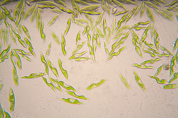 Microscopic organisms from the pond. Euglena Gracilis
