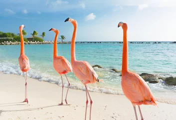 Foto op Plexiglas Flamingo wandelen op het strand © Natalia Barsukova