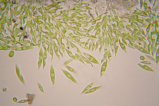 Microscopic organisms from the pond. Euglena Gracilis
