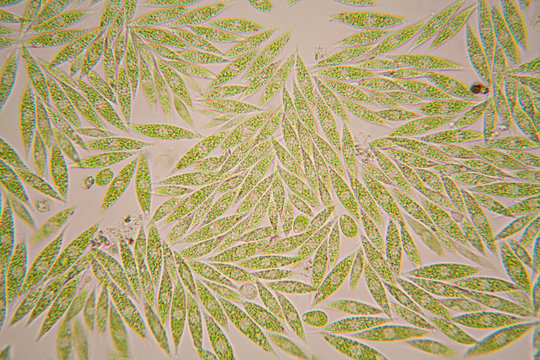 Microscopic organisms from the pond. Euglena Gracilis
