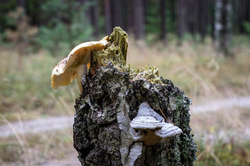 Mushroom growing on the trunk of an old tree. Trees in the forest covered with moss and mushrooms.