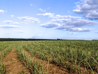 Fototapeta na wymiar Sugar cane field in Sao Paulo state, Brazil