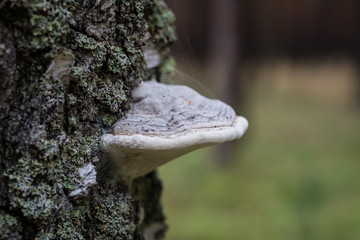 Mushroom growing on the trunk of an old tree. Trees in the forest covered with moss and mushrooms.