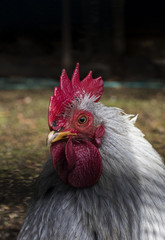 White chicken close up 
