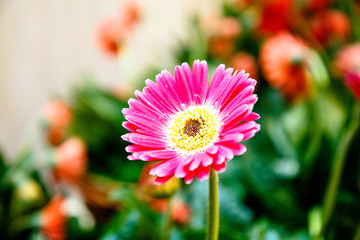 Red chamomile, another name - Caucasian chamomile, among others in the bouquet.