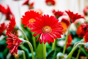 Red chamomile, another name - Caucasian chamomile, among others in the bouquet.