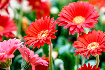 Red chamomile, another name - Caucasian chamomile, among others in the bouquet.