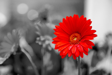 Red chamomile, another name - Caucasian chamomile, among others in the bouquet.