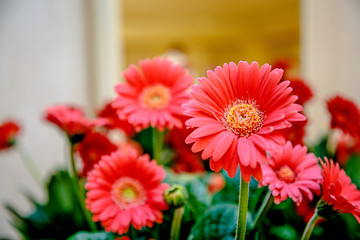 Red chamomile, another name - Caucasian chamomile, among others in the bouquet.