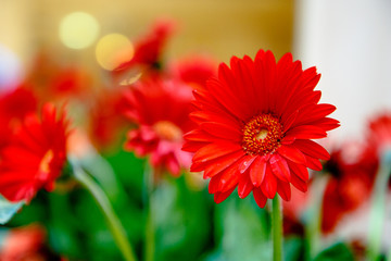 Red chamomile, another name - Caucasian chamomile, among others in the bouquet.