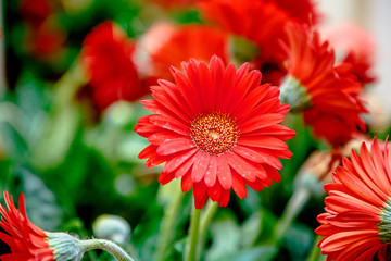 Red chamomile, another name - Caucasian chamomile, among others in the bouquet.