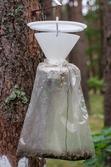 An insect trap hung on a tree trunk. Destruction of forest pests.