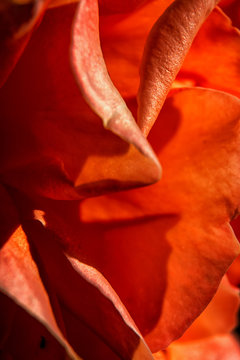 petalos de rosa, macro