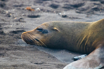 Fototapeta premium Galapagos Island Wildlife