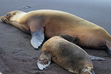 Galapagos Island Wildlife