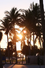 Palms at the sunset