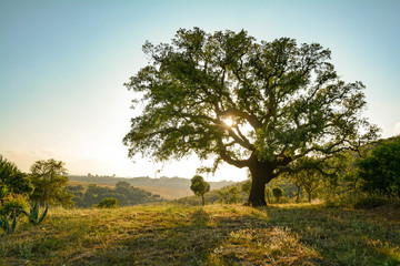 Cork oak tree (Quercus suber) and mediterranean landscape in evening sun, Alentejo Portugal Europe