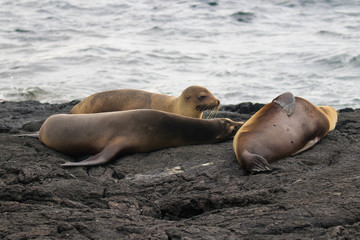 Galapagos Island Wildlife