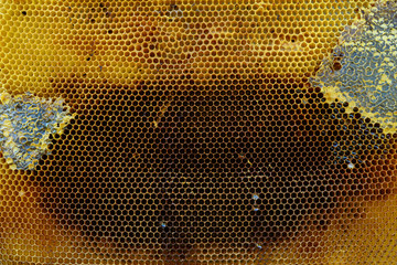 honey comb with honey as a background