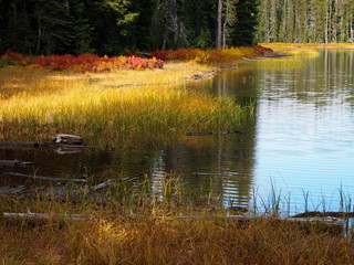 Obraz premium The shores of a high mountain lake in the forests of Western Oregon covered in foliage in fall colors 