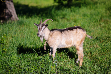 white goat grazing on a green meadow on a sunny day