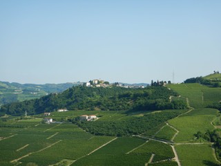 Vineyards of Muscat in the Western Langhe near Neive, Piedmont - Italy