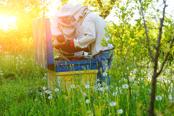 Two beekeepers work on an apiary. Summer