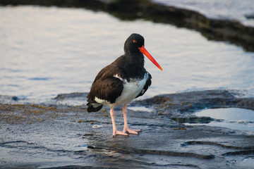Galapagos Island Wildlife
