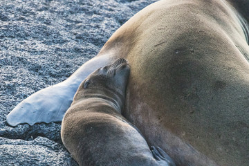Fototapeta premium Galapagos Island Wildlife