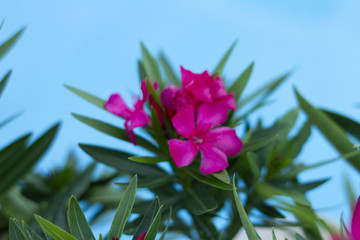 Fototapeta premium Flower Power