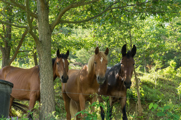 Three horses under the trees
