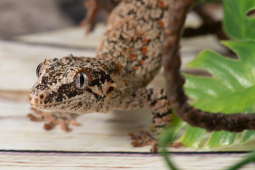 gargoyle gecko