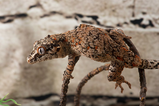 Gargoyle Gecko