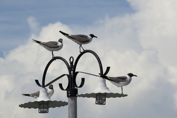 Seagulls on a lamp