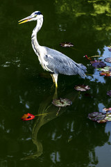 Wild grey heron (Ardea cinerea) on hunt in the River Thames - Richmond upon Thames, United Kingdom