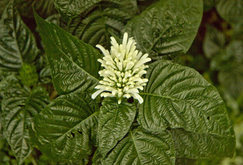 White blossom