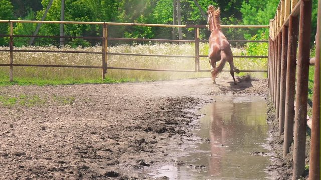 Young brown horse with obstinate character runs in the paddock