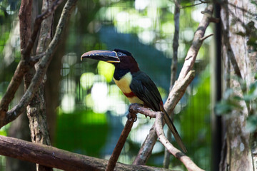 Toucan bird on a branch