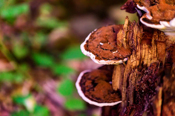 Red-belt conk or Fomitopsis pinicola close - obrazy, fototapety, plakaty