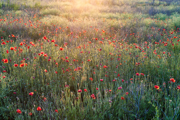 Poppy field with lots of beautiful red flowers
