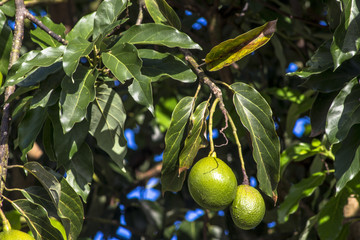 avocado tree in Peruibe, Brazil
